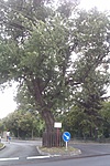 48. Balatonfüred, 200 éves molyhos tölgy 48. Balatonfüred, 200 éves molyhos tölgy