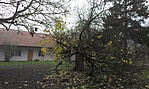 58.Székely Bertalan eperfája Szadán 58.Székely Bertalan eperfája Szadán