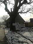 66. állomás - Balatonfüred molyhos tölgy I. 66. állomás - Balatonfüred molyhos tölgy I.
