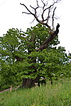 Zalaegerszeg, Szent Erzsébet-hegy Zalaegerszeg, Szent Erzsébet-hegy