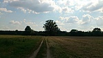 Merzse-mocsár, fekete nyár Merzse-mocsár, fekete nyár