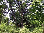 Táborfalvai kocsányostölgy 609 cm törzskerülettel Táborfalvai kocsányostölgy 609 cm törzskerülettel