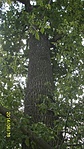 79. Pusztavacs, kocsányostölgy 79. Pusztavacs, kocsányostölgy