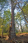 87. Gemenci erdő, fekete nyár, 708 cm törzskerület 87. Gemenci erdő, fekete nyár, 708 cm törzskerület