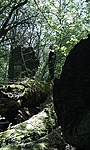 385. Vetyehát, Barátság-fája 385. Vetyehát, Barátság-fája