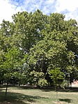104: Eger, érsekkerti platán 104: Eger, érsekkerti platán