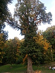 105. Felsőtárkány, tölgy 105. Felsőtárkány, tölgy