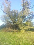 108. Cúny, fűz 108. Cúny, fűz