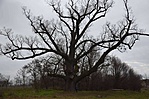115. Tompapuszta, tölgyfa 115. Tompapuszta, tölgyfa