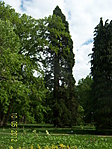 Hegyi mamutfenyő -Kámoni Arborétum