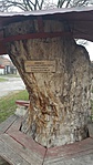 118. Cserépfalu, Mária fa 118. Cserépfalu, Mária fa