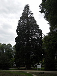 Sopron mamutfenyő Sopron mamutfenyő