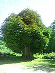 Homokkomárom , vadgesztenye Homokkomárom , vadgesztenye