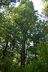 Virginiai mocsárciprus, Tata Virginiai mocsárciprus, Tata