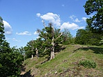 Pusztuló fák Pusztuló fák