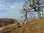 Torzó Torzó