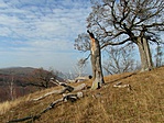 Torzó