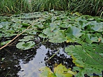 Tavacska az arborétumban Tavacska az arborétumban