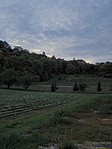 Lavender fields Lavender fields