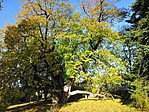 171. állomás: Süttő, 400 éves Rákóczi-hárs 171. állomás: Süttő, 400 éves Rákóczi-hárs
