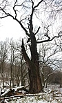 172. állomás - kocsányos tölgy Bikolpuszta közelében 172. állomás - kocsányos tölgy Bikolpuszta közelében