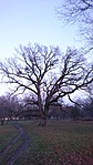 177. Adony, Törökmogyoró 177. Adony, Törökmogyoró