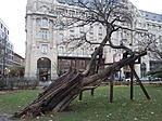 174. állomás: Budapest legöregebb akácfája 174. állomás: Budapest legöregebb akácfája