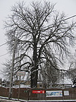 183. állomás: Párbajfa, Isaszeg 183. állomás: Párbajfa, Isaszeg