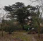 Libanoni cédrus Libanoni cédrus