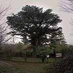 A cédrus télen A cédrus télen