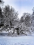 184. állomás_ Szada, Székely Bertalan eperfája 184. állomás_ Szada, Székely Bertalan eperfája