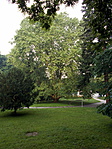 195. Sopron Juharlevelű platán 195. Sopron Juharlevelű platán