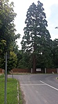 197. állomás-Szombathely, Mamut fenyő 197. állomás-Szombathely, Mamut fenyő