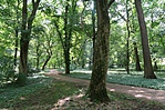 Arborétumban Arborétumban