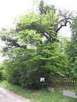 686. Kislevelű hárs - Csácsi-hegy 686. Kislevelű hárs - Csácsi-hegy