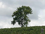 689. Nyár - Diósviszló szőlőhegy 689. Nyár - Diósviszló szőlőhegy