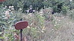 447. Kiskőrös, Baptista temető 447. Kiskőrös, Baptista temető