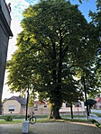 690. Gesztenye - Szabadszentkirály 690. Gesztenye - Szabadszentkirály