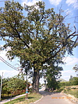 P1040621 P1040621