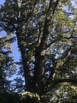A királynő fái, Ebergőc közelében