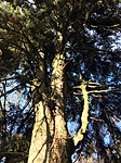 705. állomás: jegenyefenyő a Szelestei Arborétumban 705. állomás: jegenyefenyő a Szelestei Arborétumban