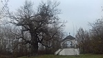 704. Ásványráró, kálvária, fekete nyár 704. Ásványráró, kálvária, fekete nyár