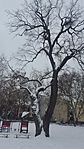 707. Debrecen - Ötholdas Pagony 707. Debrecen - Ötholdas Pagony