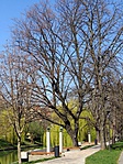Békéscsaba-szobosétány Békéscsaba-szobosétány
