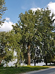 715. Fehér nyár (Populus alba) 715. Fehér nyár (Populus alba)