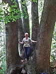 717. állomás - Szentbalázs, "Hattölgy" - Quercus petraea 717. állomás - Szentbalázs, "Hattölgy" - Quercus petraea