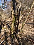277. Felsőtárkány, hegyi juhar 277. Felsőtárkány, hegyi juhar