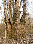 276. Keselyősfapuszta, 697 cm törzsátmérőjű Fekete nyár 276. Keselyősfapuszta, 697 cm törzsátmérőjű Fekete nyár