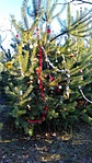 Nyíregyházi Karácsonyfa
