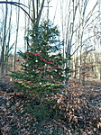 Zalaegerszegi Karácsonyfa